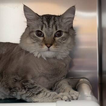 Leroy Jenkins -  Maine Coon and Domestic Medium Hair Cat for Adoption in St. Augustine, Florida - Leroy Jenkins | PetCurious