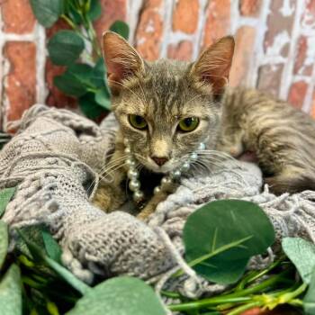 Melrose-C -  Domestic Short Hair Cat for Adoption in East St. Louis, Illinois - Melrose-C | PetCurious