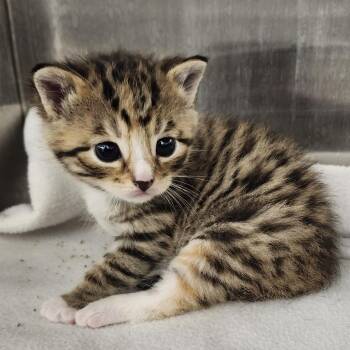 Clove -  Domestic Short Hair Cat Available for Adoption in Middletown, Ohio - Clove | PetCurious