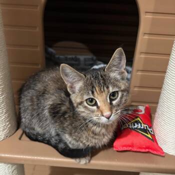 Domestic Short Hair Cats Available for Adoption - Pearl Hart | PetCurious