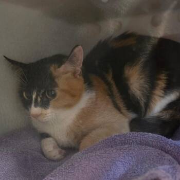 Domestic Short Hair Cats Available for Adoption in Bristol, Indiana - Petunia | PetCurious
