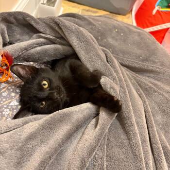 Moonchild -  Domestic Short Hair Cat for Adoption in Oak Park, Illinois - Moonchild | PetCurious