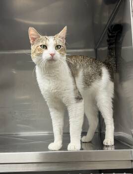 Rescue Domestic Short Hair Cats for Adoption in Montville, New Jersey - Manta Ray | PetCurious