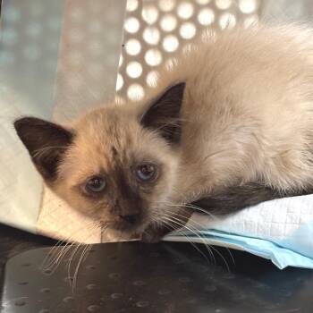 Rue -  Siamese and Domestic Medium Hair Cat for Adoption in Los Angeles, California - Rue | PetCurious