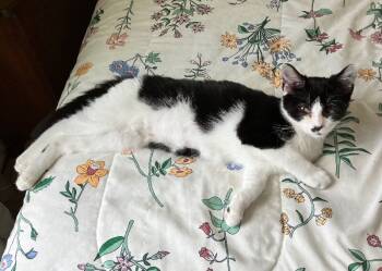 Rescue Domestic Short Hair Cats for Adoption - Astrid Honey | PetCurious