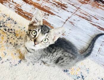 Dahli -  Tabby Cat for Adoption in Arlington, Texas - Dahli | PetCurious