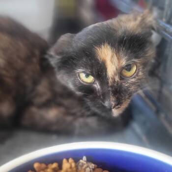 Rescue Domestic Short Hair Cats for Adoption in Rochester, Minnesota - Arboretum | PetCurious