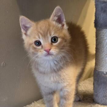 Toad -  Domestic Short Hair Cat for Adoption in Chicago, Illinois - Toad | PetCurious