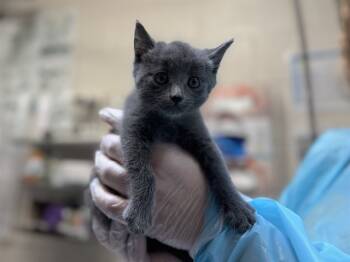 Rescue Domestic Short Hair Cats for Adoption in Raleigh, North Carolina - MOON SHADOW | PetCurious