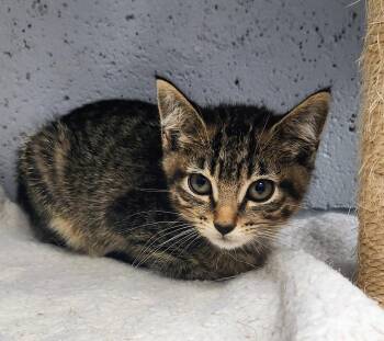 Crysta -  American Bobtail and Tabby Cat for Adoption in Siloam Springs, Arkansas - Crysta | PetCurious