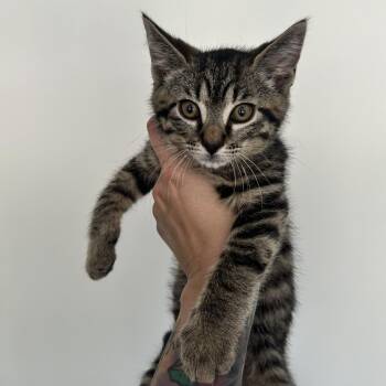 Axle -  Domestic Short Hair Cat for Adoption in Huntsville, Alabama - Axle | PetCurious