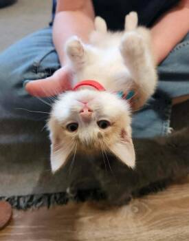 Preston -  Domestic Short Hair Cat for Adoption - Preston | PetCurious