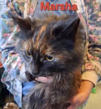 Domestic Medium Hair Cats Available for Adoption - Marsha | PetCurious