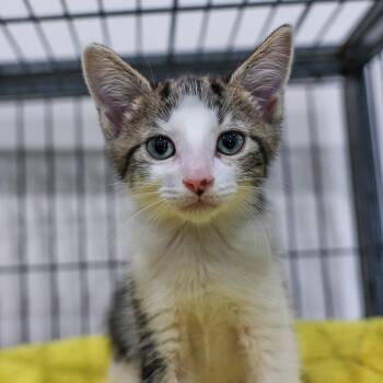 Sammy -  Domestic Short Hair Cat for Adoption in Bradenton, Florida - Sammy | PetCurious