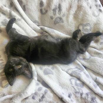Domestic Short Hair Cats Available for Adoption in Pleasant Hill, California - Wolf | PetCurious