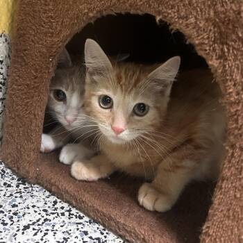 Rico -  Domestic Short Hair Cat for Adoption in Fresno, California - Rico | PetCurious