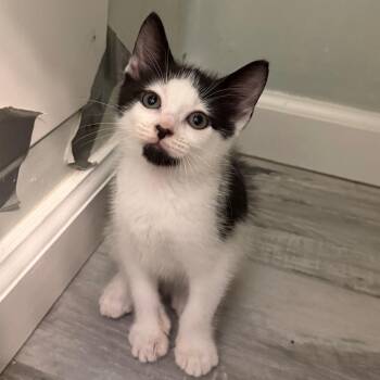 Tilted Towers -  Domestic Short Hair Cat for Adoption in Wilmington, Delaware - Tilted Towers | PetCurious