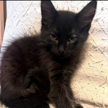 Rescue Domestic Medium Hair Cats for Adoption - Bruiser-Northridge | PetCurious