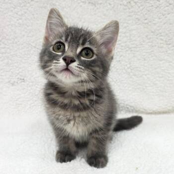 Seraphina (white) -  Domestic Short Hair Cat for Adoption in Michigan City, Indiana - Seraphina (white) | PetCurious