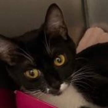 Domestic Short Hair Cats Available for Adoption in Cumming, Georgia - Barney Girl | PetCurious