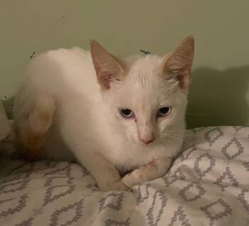 Siamese and Domestic Short Hair Cats Available for Adoption - Washington | PetCurious