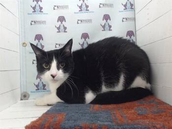 Domestic Short Hair Cats Available for Adoption - CASTIEL | PetCurious