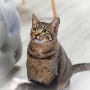 Rescue Domestic Short Hair Cats for Adoption in St. Augustine, Florida - Annabelle | PetCurious