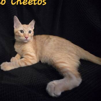 Jalapeno Cheeto -  Domestic Short Hair Cat for Adoption in Westminster, California - Jalapeno Cheeto | PetCurious