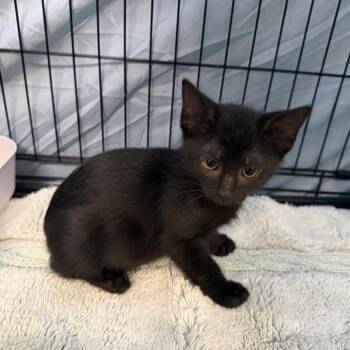 Kevin -  Domestic Short Hair Cat for Adoption in Summerville, South Carolina - Kevin | PetCurious