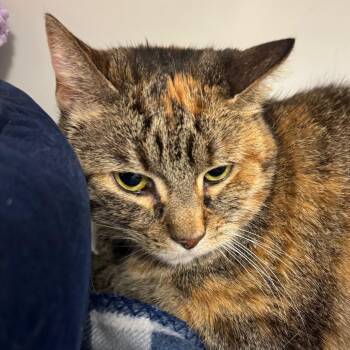 Jeanette -  Domestic Short Hair Cat for Adoption in Peoria, Illinois - Jeanette | PetCurious