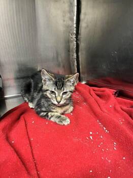 Indie -  Domestic Short Hair Cat for Adoption in Marietta, Georgia - Indie | PetCurious