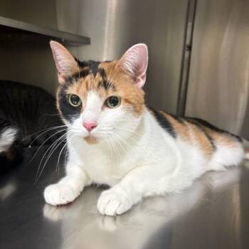 Josie -  Domestic Short Hair Cat for Adoption in East Brunswick, New Jersey - Josie | PetCurious