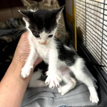 Domestic Short Hair Cats Available for Adoption in Long Beach, California - Bodie | PetCurious