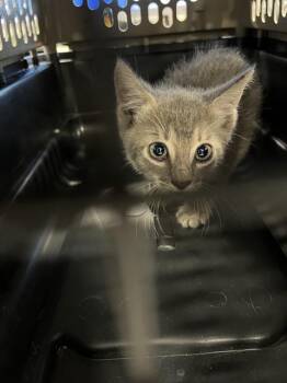 BLUE -  Domestic Short Hair Cat for Adoption in Palmetto, Florida - BLUE | PetCurious