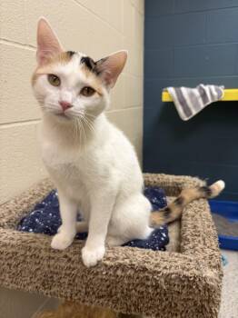 Rapunzel -  Domestic Short Hair Cat for Adoption in Valparaiso, Indiana - Rapunzel | PetCurious