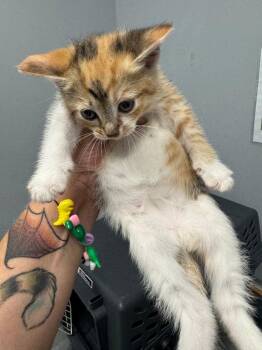 Pat Benatar -  Domestic Short Hair Cat for Adoption in Bloomington, Indiana - Pat Benatar | PetCurious