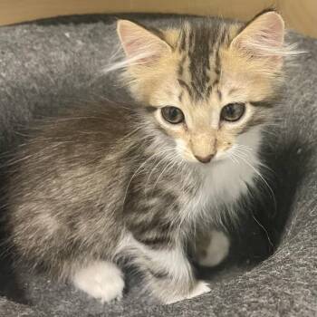 Wyatt Earp -  Domestic Short Hair Cat for Adoption in Boerne, Texas - Wyatt Earp | PetCurious