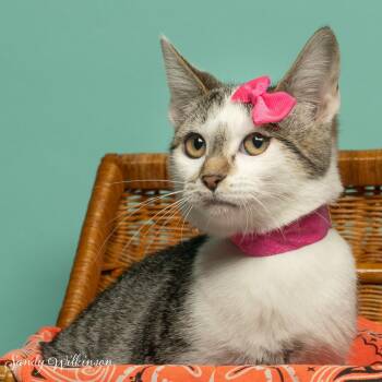 Sophia -  Domestic Medium Hair Cat for Adoption in Tipton, Indiana - Sophia | PetCurious