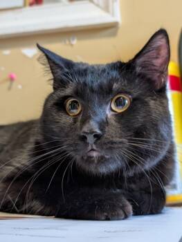 Rescue Domestic Short Hair Cats for Adoption in Bloomsburg, Pennsylvania - Edgar Allen Paw | PetCurious