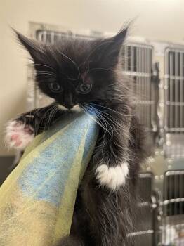 NACHO -  Domestic Medium Hair Cat for Adoption in Las Vegas, Nevada - NACHO | PetCurious