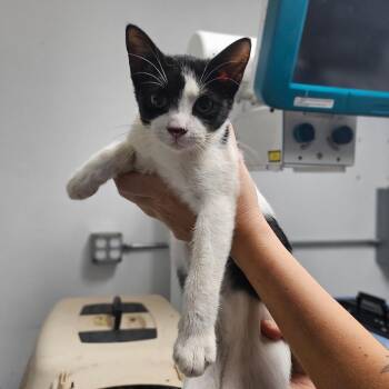 Domestic Short Hair Cats Available for Adoption - Bulgogi | PetCurious