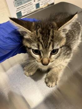 SPINELLI -  Domestic Short Hair Cat for Adoption in Long Beach, California - SPINELLI | PetCurious