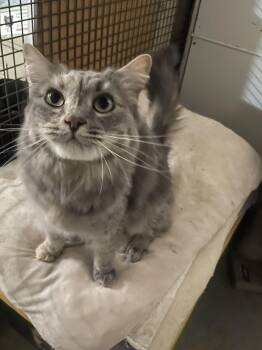 Precious -  Domestic Medium Hair Cat for Adoption in Billings, Montana - Precious | PetCurious