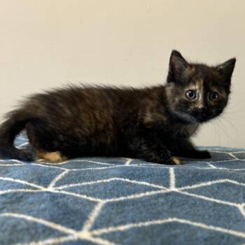 IVHS-Stray-139549 -  Domestic Short Hair Cat for Adoption in San Gabriel, California - IVHS-Stray-139549 | PetCurious