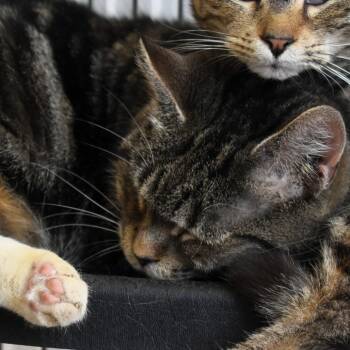 Rescue Domestic Short Hair Cats for Adoption in Waynesboro, Pennsylvania - Sneakers | PetCurious