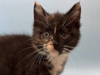 Crispy -  Domestic Short Hair Cat for Adoption in Woodbury, Minnesota - Crispy | PetCurious