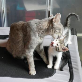 XOKitty 20 -  Domestic Short Hair Cat for Adoption in Austin, Texas - XOKitty 20 | PetCurious