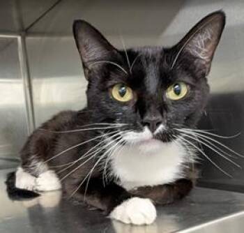 Roxie -  Domestic Short Hair Cat for Adoption in Herndon, Virginia - Roxie | PetCurious