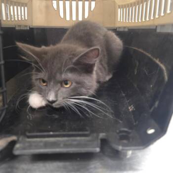 Ashlynn -  Domestic Short Hair Cat for Adoption in Chattanooga, Tennessee - Ashlynn | PetCurious