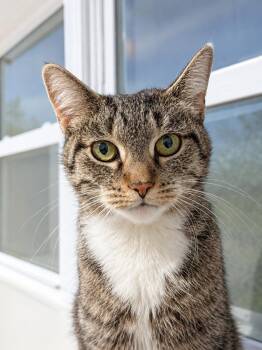 Pinata -  Domestic Short Hair and Tabby Cat for Adoption in Homer Glen, Illinois - Pinata | PetCurious